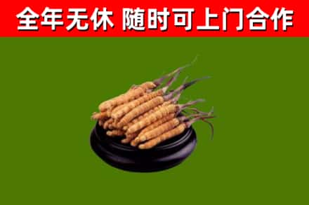 甘德烟酒回收冬虫夏草.jpg
