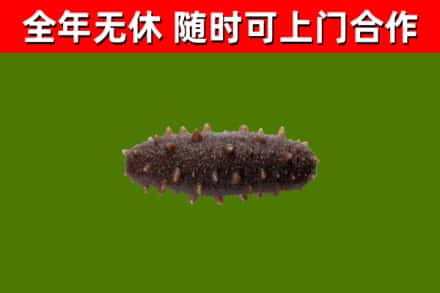 甘德烟酒回收干海参.jpg